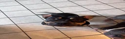 American Bully dogs for sale: American Bully Puppy 1 - Ad 5