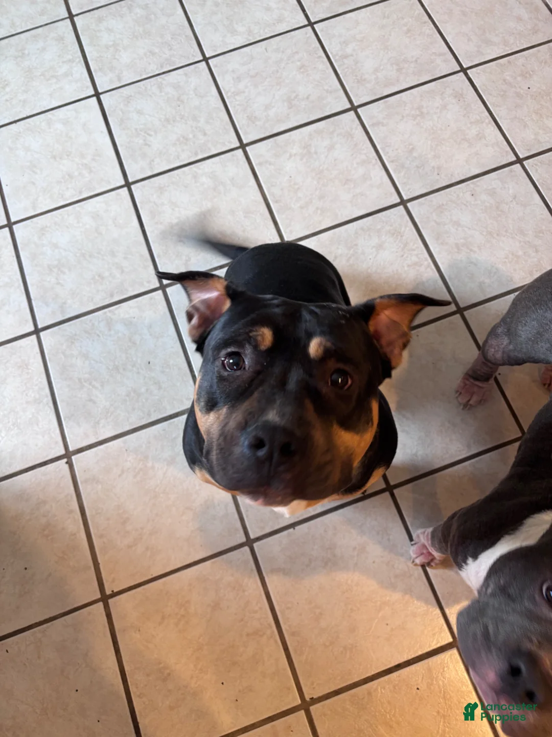 American Bully dogs for sale: American Bully Puppy 1 - Ad 5