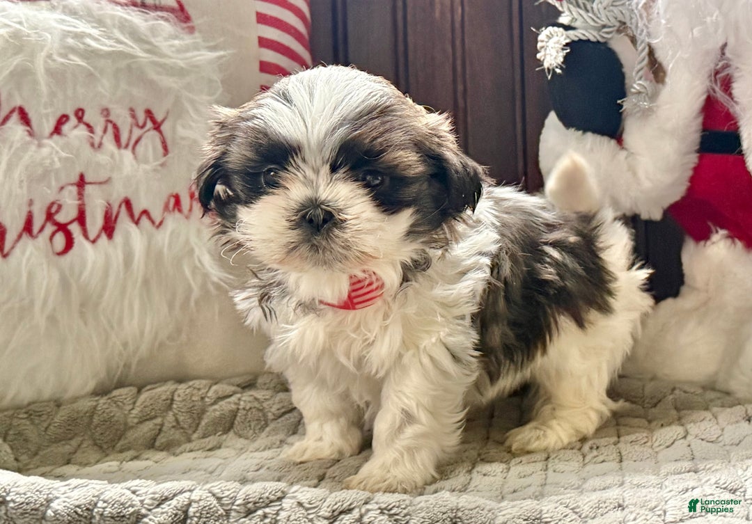 Shih Tzu dogs for sale: Pansy - Ad 2