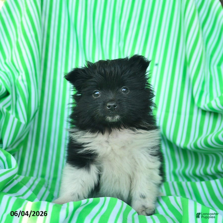 Pomeranian dogs Rover  - Ad 2