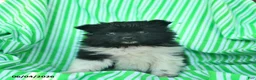 Pomeranian dogs for sale: Rover  - Ad 2