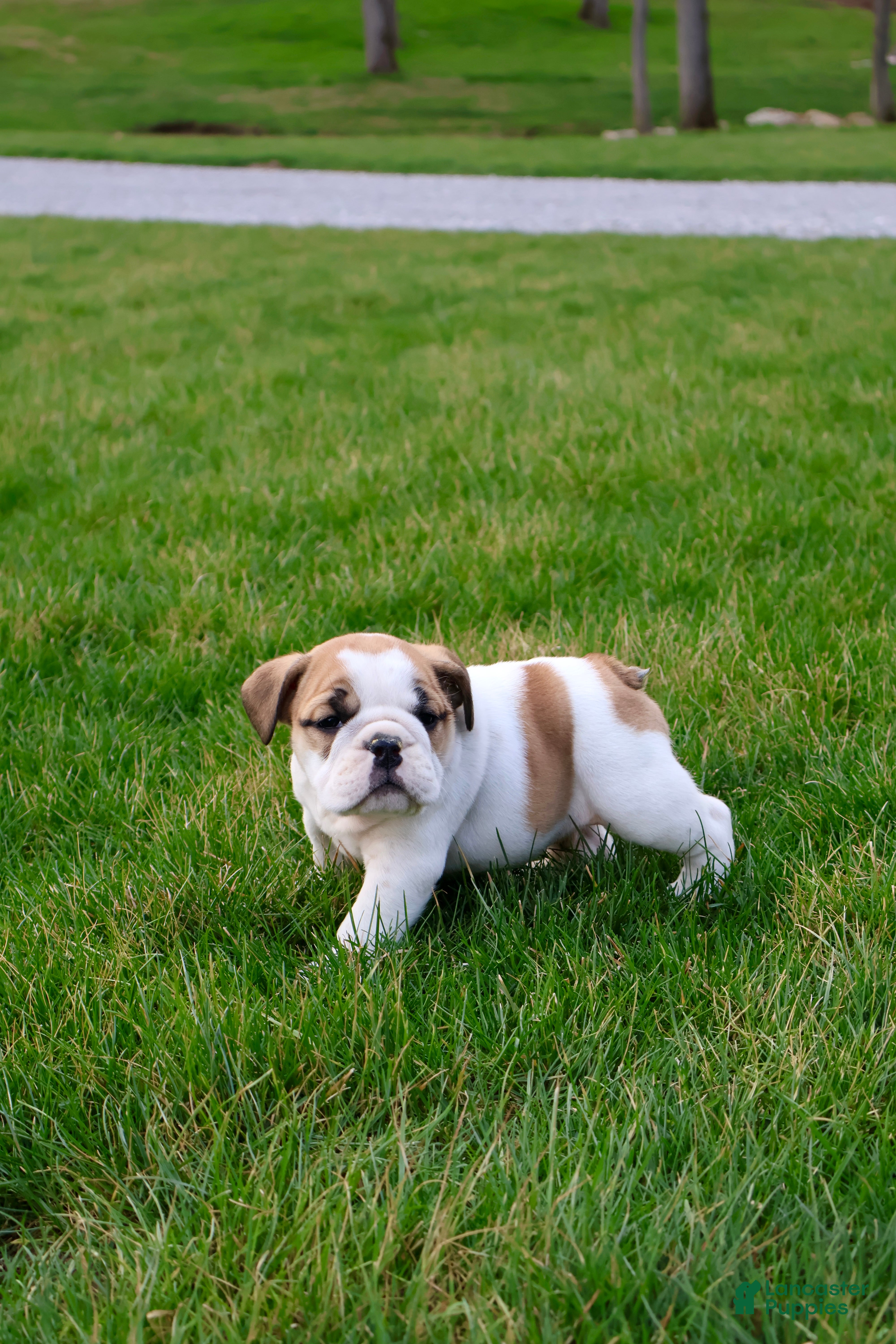 English Bulldog dogs for sale: Waylon - Ad 3