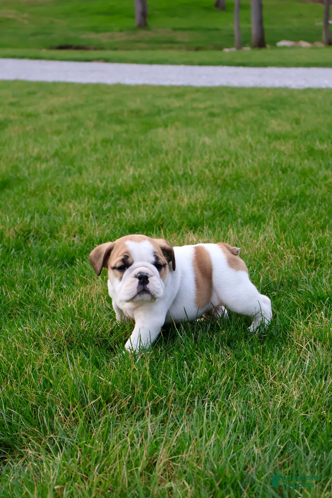 English Bulldog dogs for sale: Waylon - Ad 1