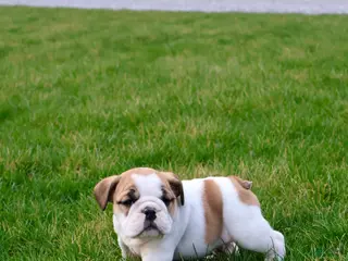 English Bulldog dogs for sale: Waylon - Ad 3