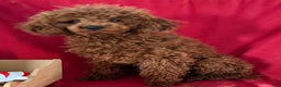Toy Poodle dogs for sale: Tubby - Ad 4