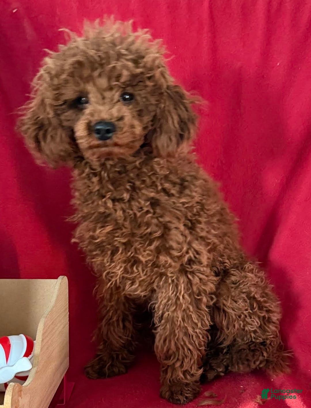 Toy Poodle dogs for sale: Tubby - Ad 4