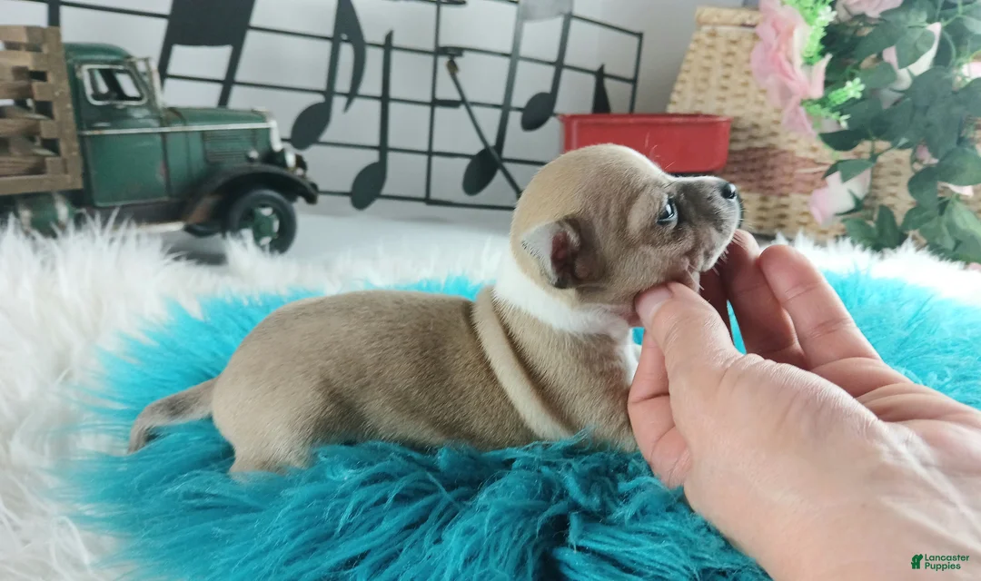 Chihuahua dogs for sale: Cece's Fawn/white boy, NATIONWIDE DELIVERY  - Ad 5