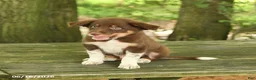 Border Collie dogs for sale: Freddie - Ad 4