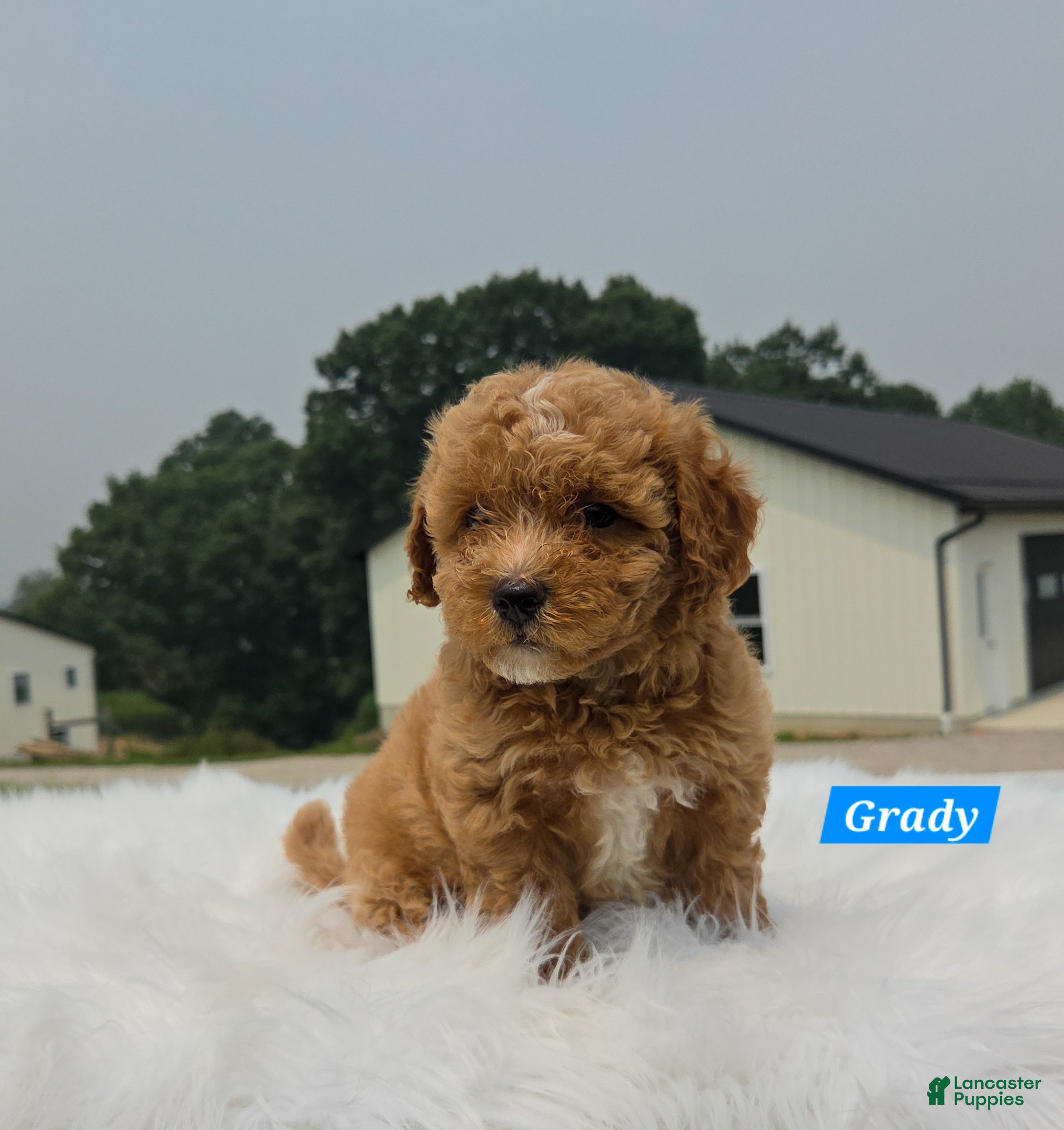 Maltipoo dogs Grady - Ad 2
