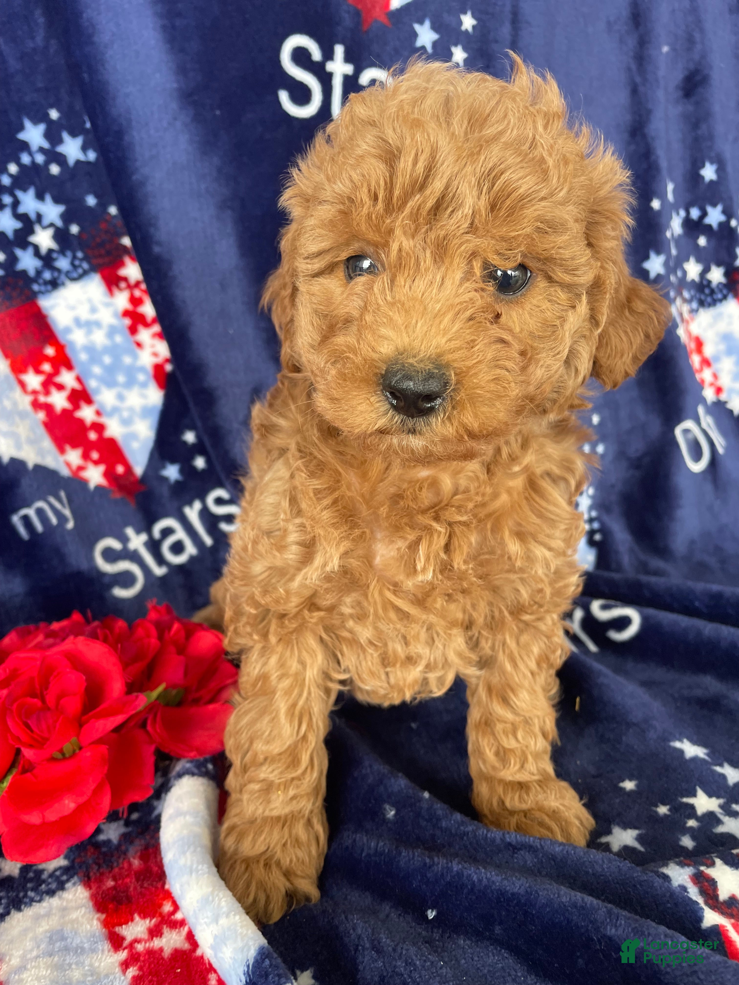 Mini Goldendoodle dogs Lucy - Ad 30
