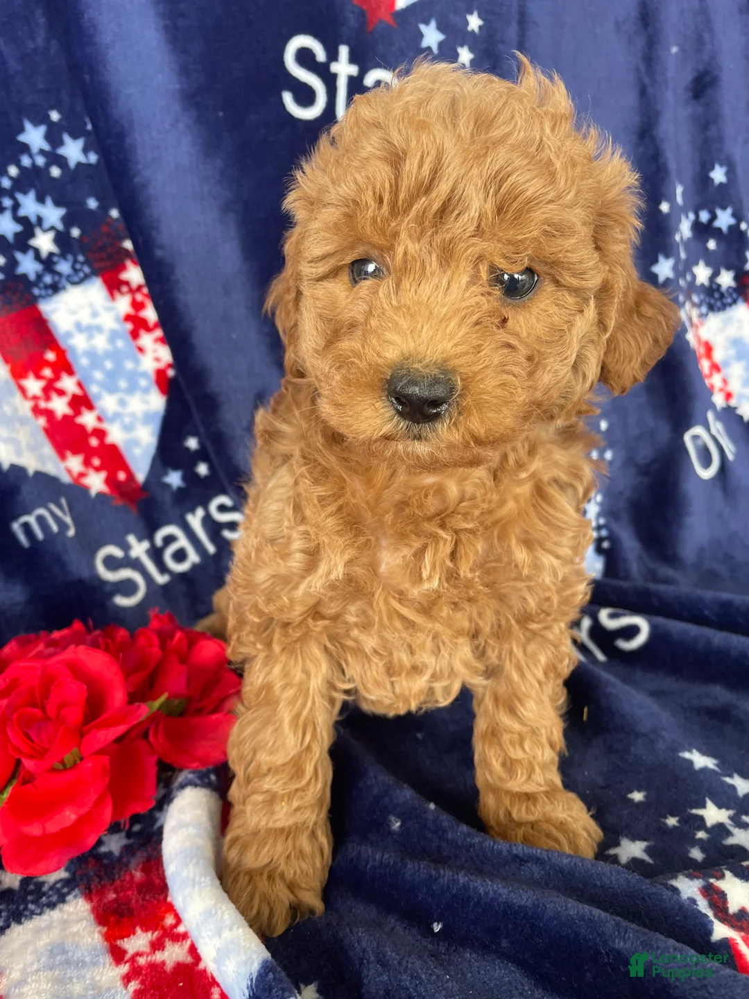 Mini Goldendoodle dogs for sale: Lucy - Ad 1