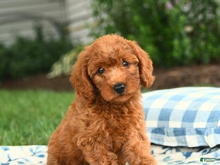 Miniature Labradoodle dogs - Ad 28