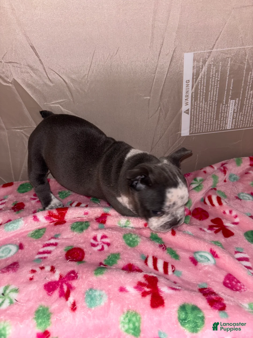 American Bully dogs for sale: American Bully Puppy 4 - Ad 16
