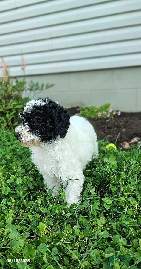 Miniature Poodle dogs Bandit - Ad 2