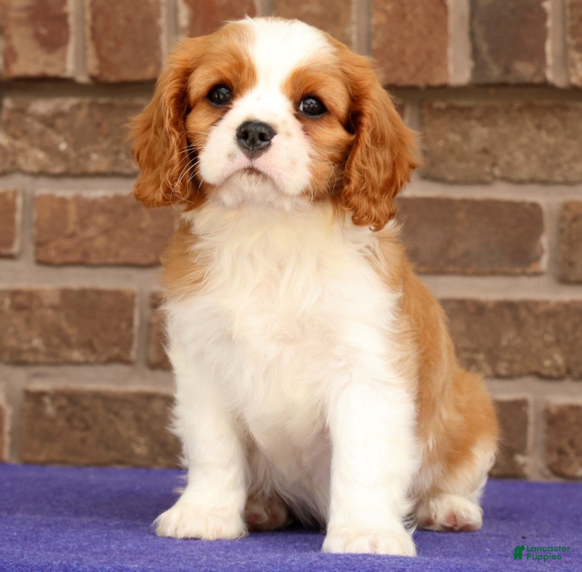 Cavalier King Charles Spaniel dogs Silas - Ad 1
