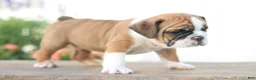 Beabull dogs for sale: Tiny - Ad 4