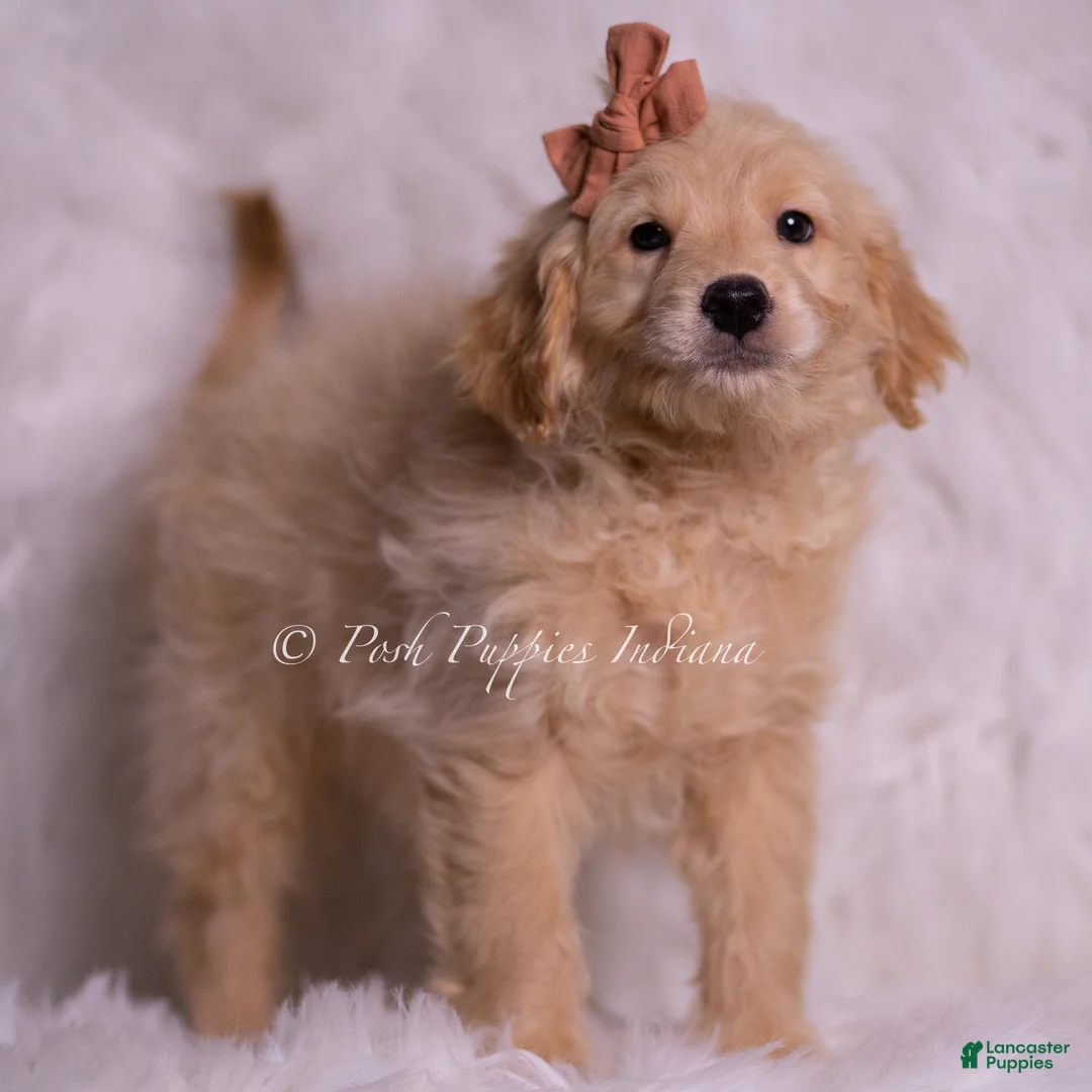 Mini Goldendoodle dogs for sale: Nico - Ad 2