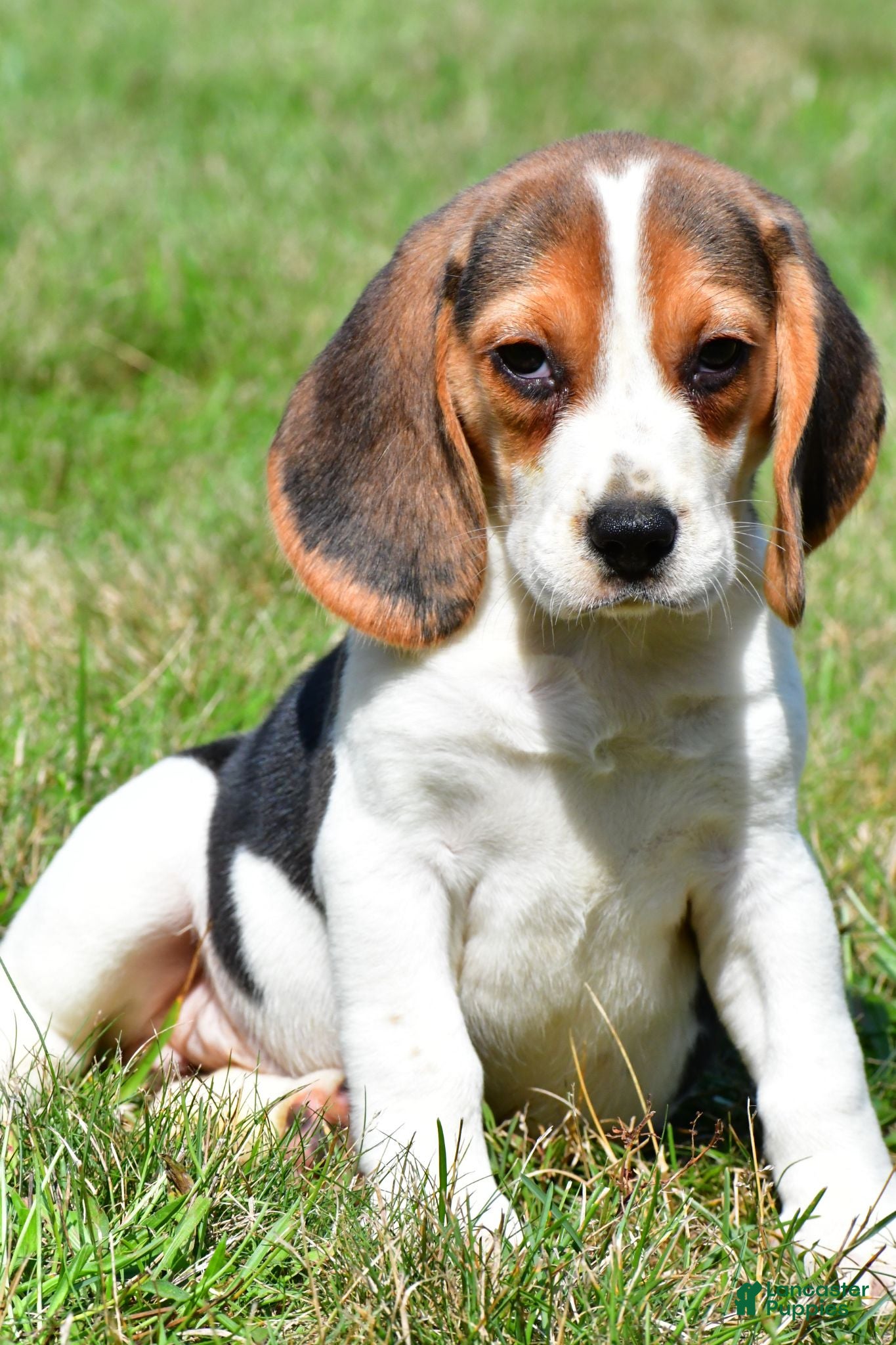 Beagle dogs Princess - Ad 1