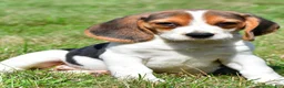 Beagle dogs for sale: Princess - Ad 1