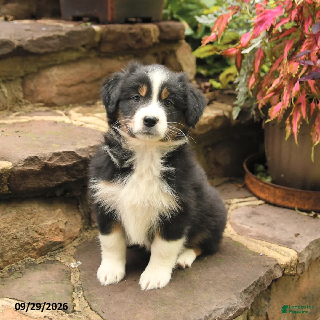 Australian Shepherd dogs for sale: Maddy - Ad 1