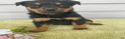 Rottweiler dogs for sale: Portia - Ad 1