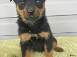 Rottweiler dogs Portia - Ad 37