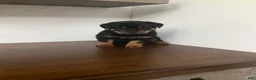 Rottweiler dogs for sale: Rottweiler Puppy 7 - Ad 2