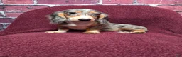 Miniature Dachshund dogs for sale: Chloe - Ad 11