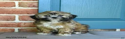 Teddy Bear dogs for sale: Sonya - Ad 1