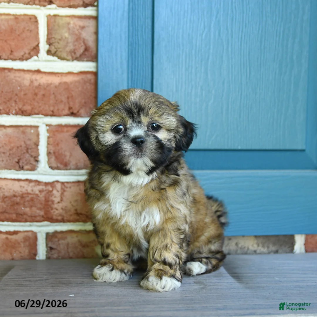 Teddy Bear dogs for sale: Sonya - Ad 1