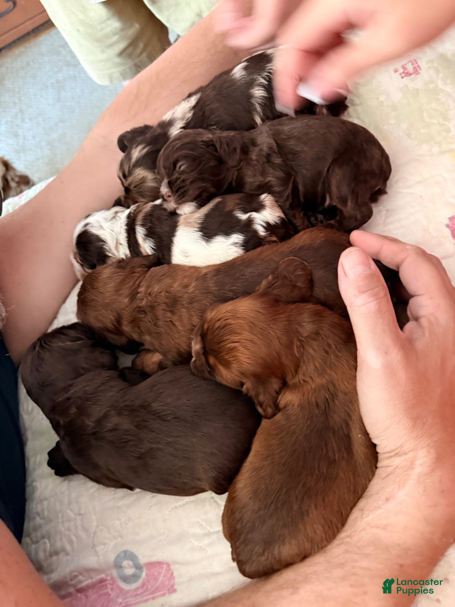Cavalier King Charles Spaniel dogs for sale: Ruby 2 - Cavalier King Charles Spaniel Puppy 2 - Ad 3