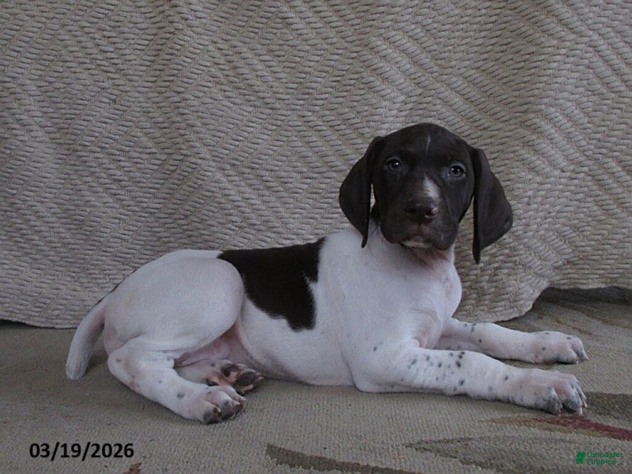 German Shorthaired Pointer dogs Darcy - Ad 2