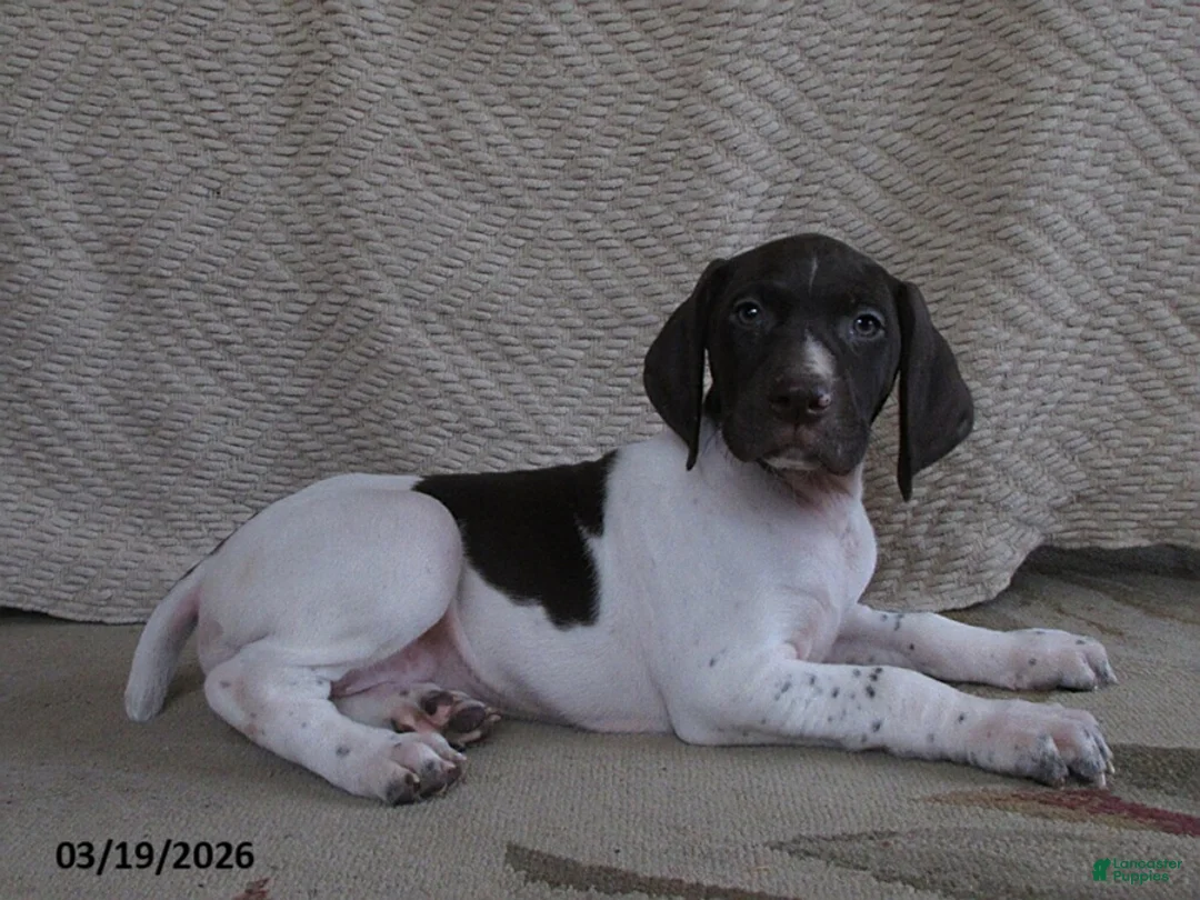 German Shorthaired Pointer dogs for sale: Darcy - Ad 2