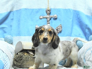 Miniature Dachshund dogs - Ad 29