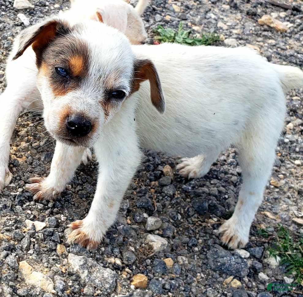 Australian Cattle Dog dogs Australian Cattle Dog Puppy 5 - Ad 5