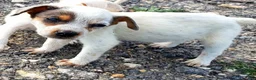 Australian Cattle Dog dogs for sale: Australian Cattle Dog Puppy 5 - Ad 1