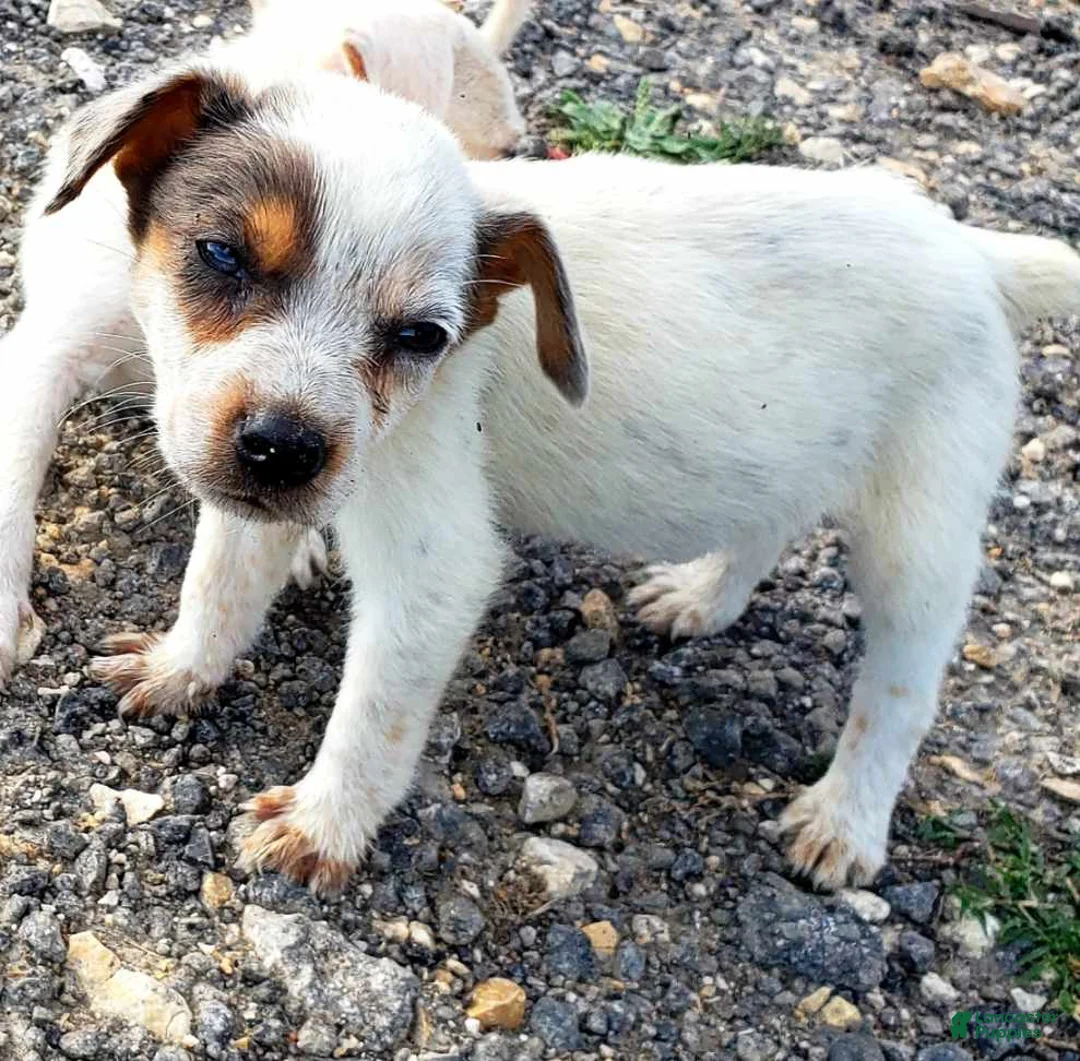 Australian Cattle Dog dogs for sale: Australian Cattle Dog Puppy 5 - Ad 1