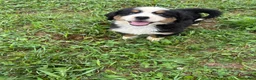Bernese Mountain Dog dogs for sale: Paisley - Ad 13