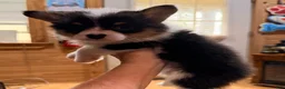 American Corgi dogs for sale: American Corgi Puppy 1 - Ad 1