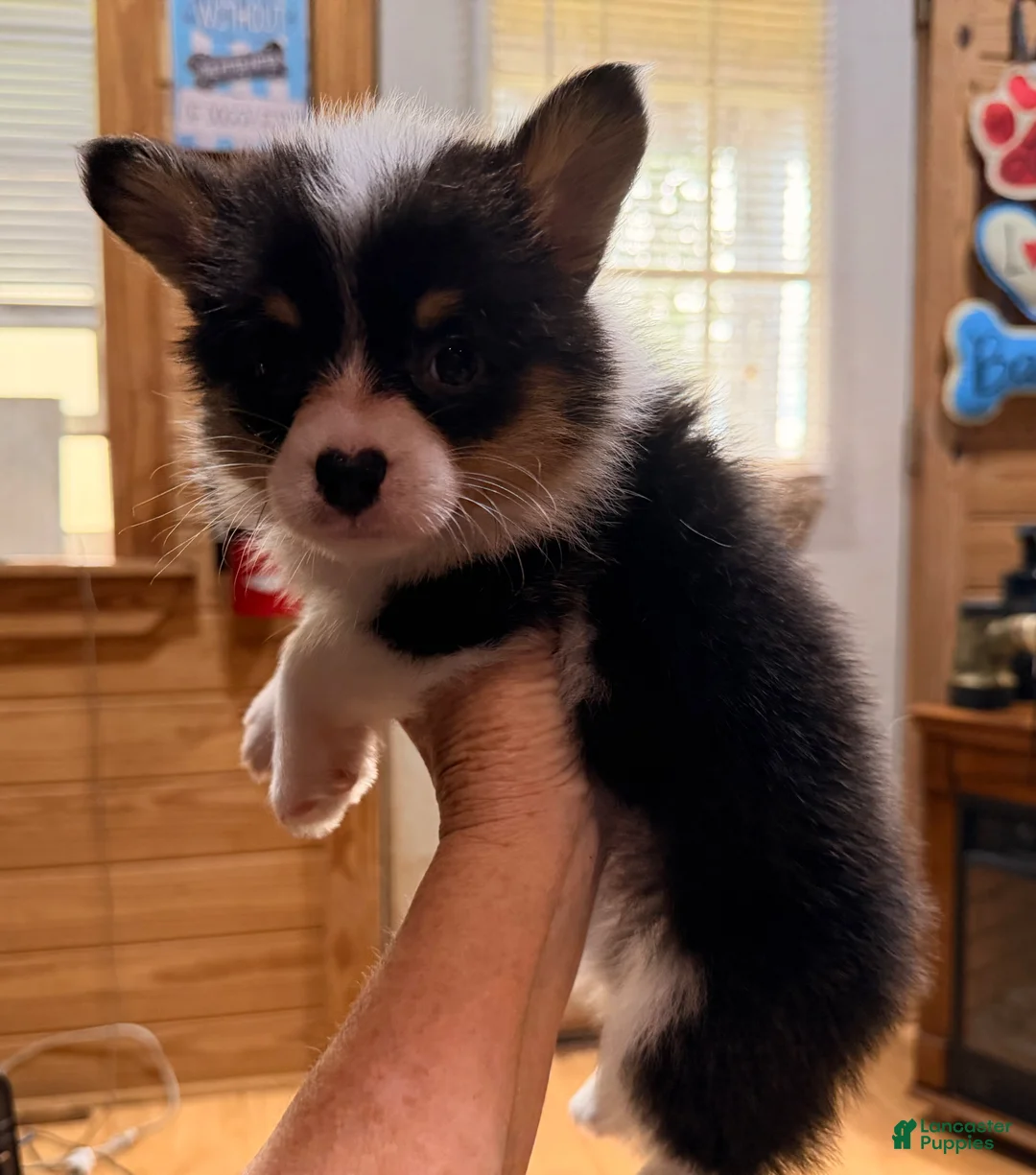 American Corgi dogs for sale: American Corgi Puppy 1 - Ad 1