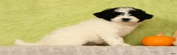 Pomapoo dogs for sale: Callie - Ad 7