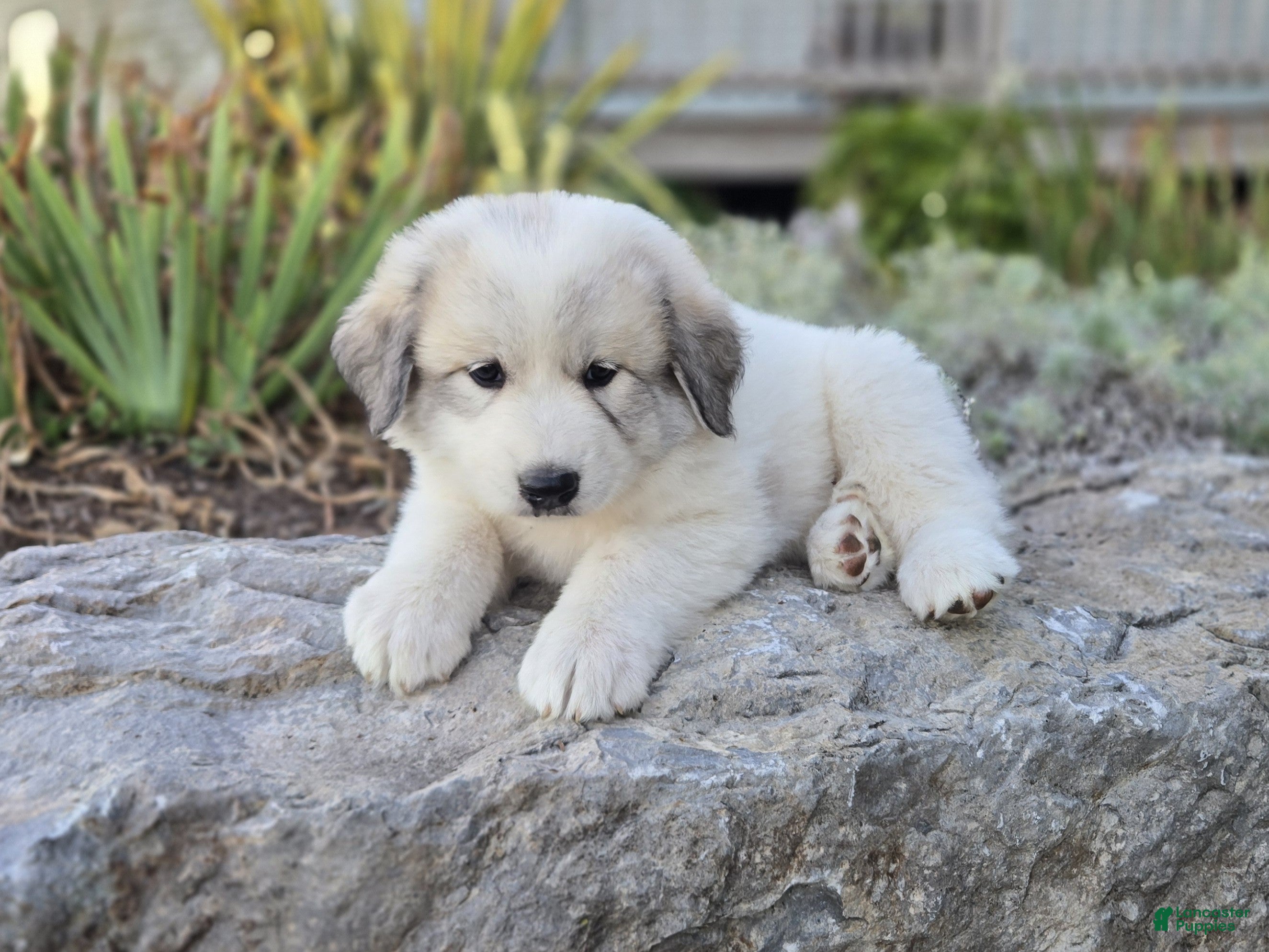 Molly (Pyrenean Mountain Dog, Female) in Port Byron, NY