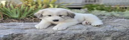 Great Pyrenees dogs for sale: Molly - Ad 1