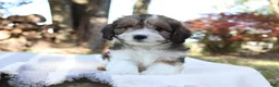 Cavapoo dogs for sale: Maple - Ad 5