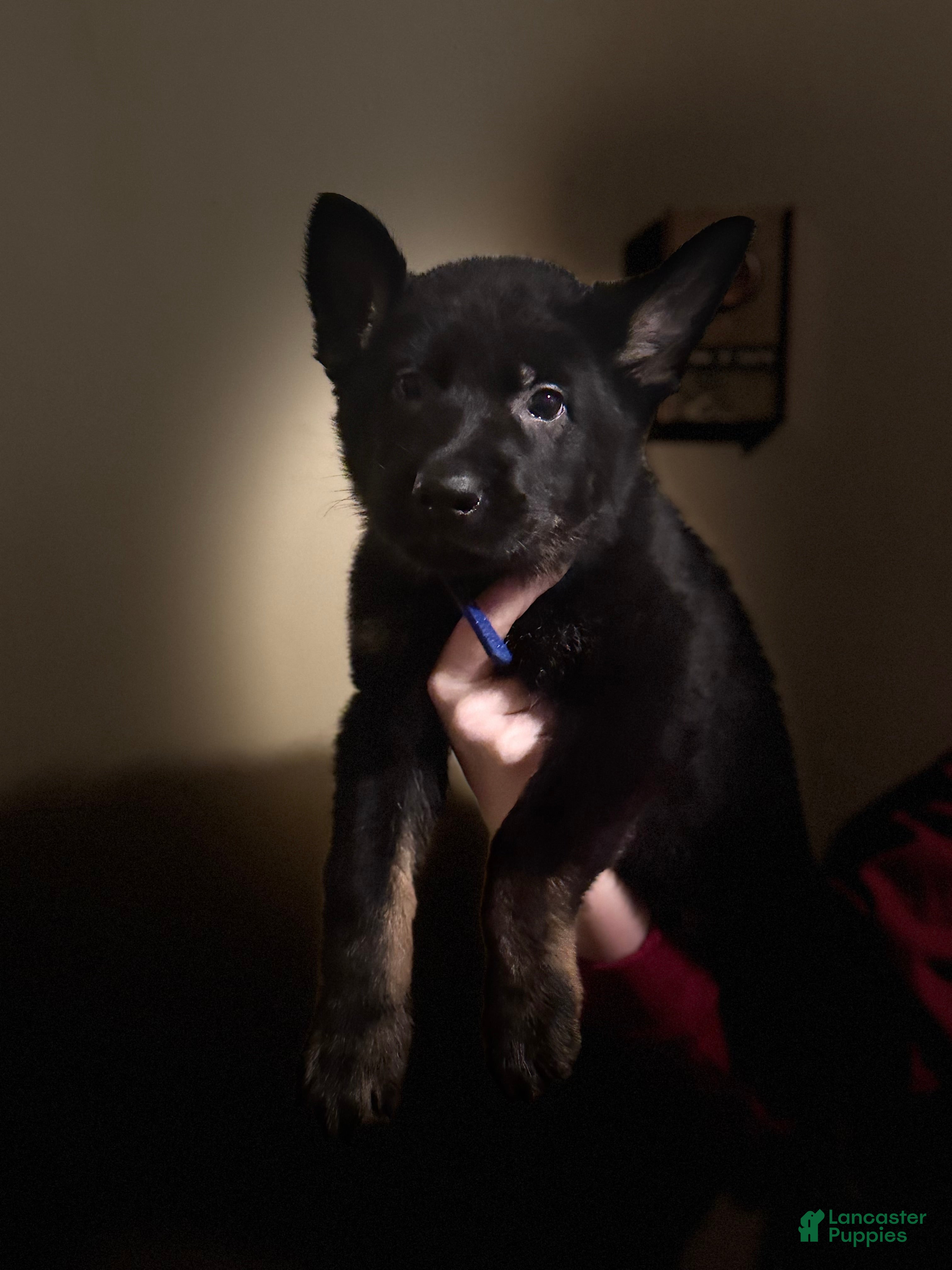 German Shepherd dogs Valentino - Ad 30