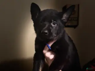 German Shepherd dogs Valentino - Ad 30