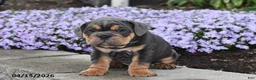 English Bulldog dogs for sale: Dozer - Ad 5