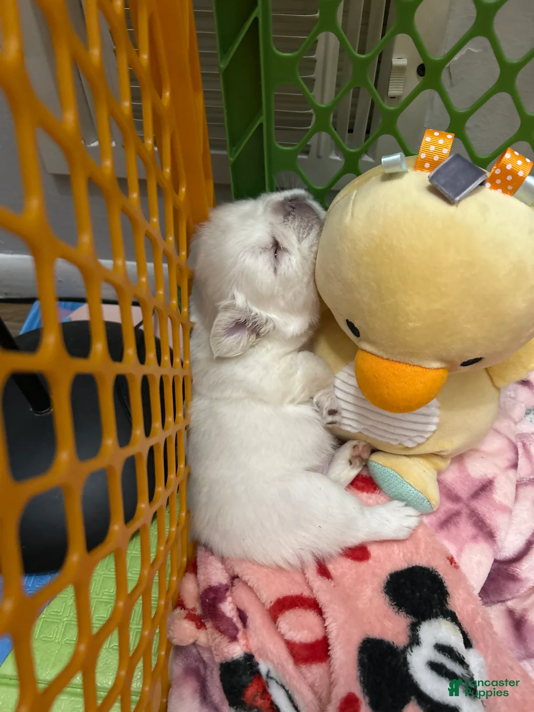 French Bulldog dogs for sale: French Bulldog Puppy 4 - Ad 6