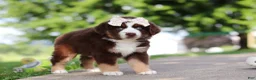 Miniature Australian Shepherd dogs for sale: Sedona - Ad 6
