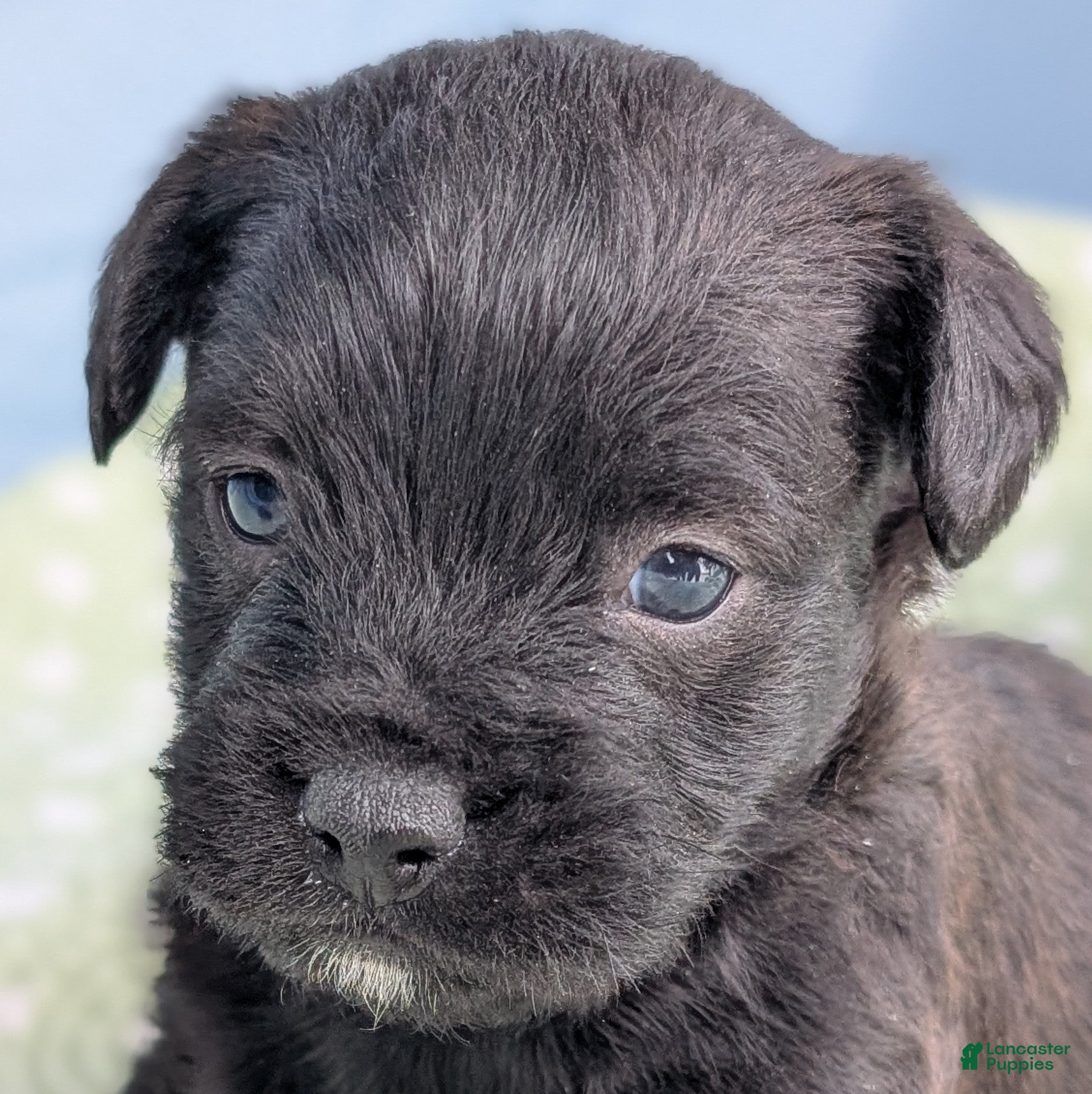 Mixed Breed dogs Black Prince - Ad 20